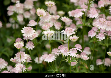 Astrantia grandi 'Buckland', Masterwort, in fiore Foto Stock