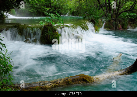 Milke Trnine cascata sovrastata dagli alberi e con Butterbur (Petasites sp.) crescente da una roccia di muschio, Laghi di Plitvice, Croazia. Foto Stock