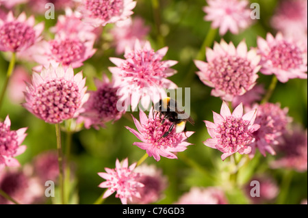 Astrantia principali di Roma "Roma", Masterwort, in fiore con un'ape Foto Stock