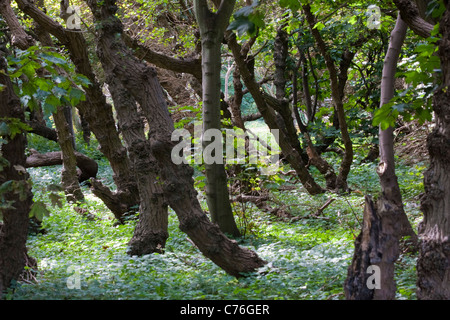 Formby alberi, Merseyside, Regno Unito Foto Stock