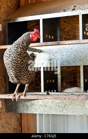 Free range Plymouth Rock hen in mobile gallina casa in agriturismo vicino a Lyndon Whatcom County Washington Pacific Northwest Foto Stock