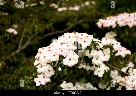 Cornus kousa " nazionale ", Kousa sanguinello, in giugno Foto Stock