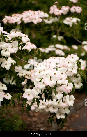 Cornus kousa " nazionale ", Kousa sanguinello, in giugno Foto Stock