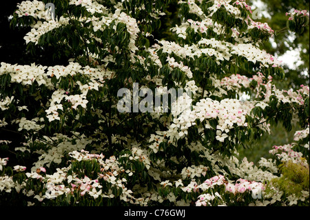 Cornus kousa 'John Slocock', Kousa sanguinello, in giugno Foto Stock