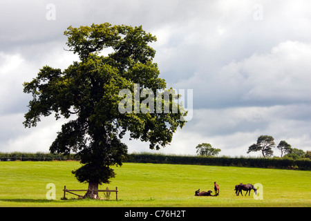 Giocoso i cavalli in Formby, Merseyside, Regno Unito Foto Stock