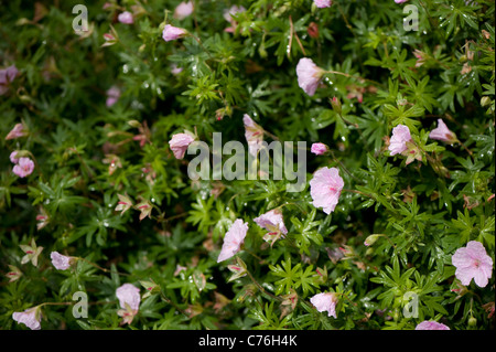 Geranium sanguineum var striato, Striped sanguinosa Cranesbill, in fiore Foto Stock