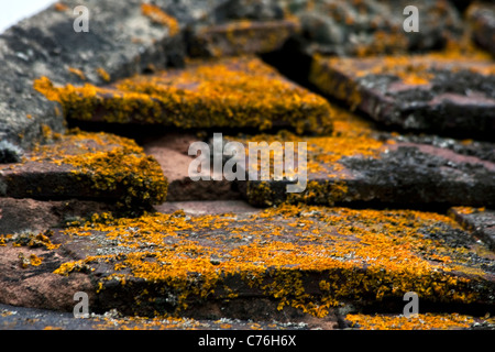 Il muschio cresce su tegole, Formby, Regno Unito Foto Stock