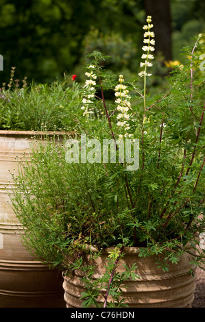 Lupinus arboreus, albero Lupin, in fiore Foto Stock