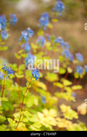 Corydalis elata in fiore Foto Stock