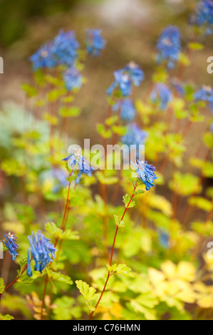 Corydalis elata in fiore Foto Stock