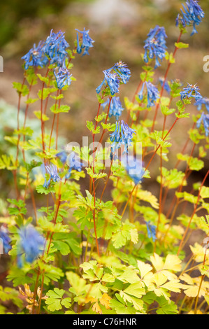 Corydalis elata in fiore Foto Stock