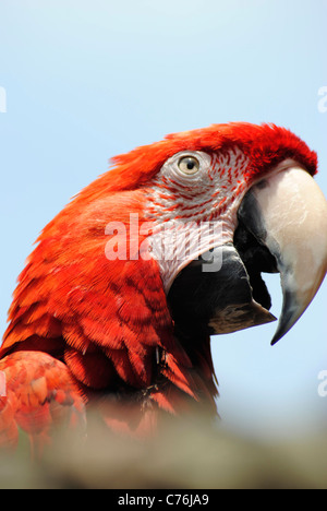 Scarlet Macaw (Ara macao) Foto Stock