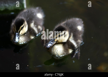 Due piccole anatre in uno stagno Foto Stock