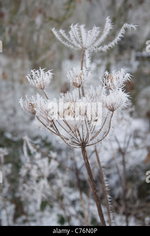 Teste di seme della comune Hogweed (Heracleum Sphondylium) rivestite di brina in inverno. Il Dorset, Inghilterra, Regno Unito. Foto Stock