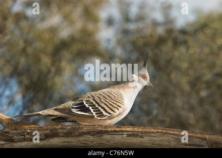 Australian Crested Pigeon, Ocyphaps lophotes, Foto Stock