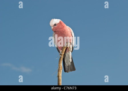 Galah maschio, Cacatua roseicapilla, con cielo blu chiaro dello sfondo. Foto Stock