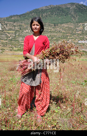 Una ragazza Humla è harvesing grano saraceno Simikot vicino aeroporto, Humla. Foto Stock