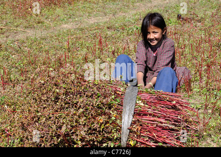 Una ragazza Humla è in fase di mietitura del grano saraceno vicino aeroporto Simikot, Nepal. Foto Stock