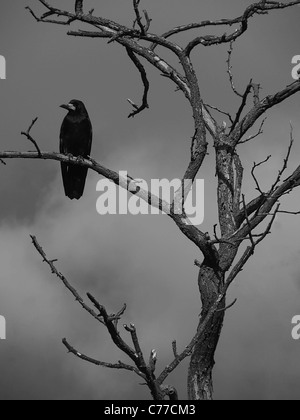 Foto in bianco e nero di raven su un albero secco Foto Stock