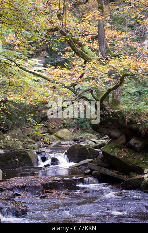 Un delicato la tettoia di foglie di autunno sfumature del West Beck, vicino a Goathland sulla North Yorkshire Moors nel nord dell'Inghilterra. Foto Stock