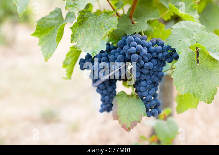 Harvest prossimamente nella vigna. Foto Stock