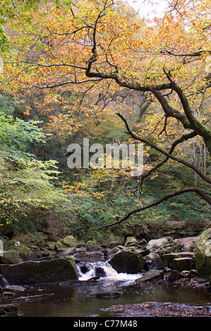 Un delicato la tettoia di foglie di autunno sfumature del West Beck, vicino a Goathland sulla North Yorkshire Moors nel nord dell'Inghilterra. Foto Stock