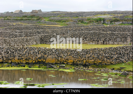 I muri in pietra, INISH (Fine) Maan, Isole Aran, Irlanda Foto Stock