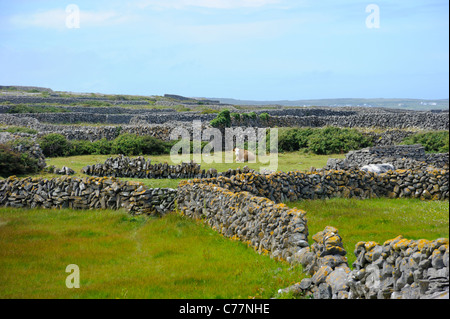 I muri in pietra, INISH (Fine) Maan, Isole Aran, Irlanda Foto Stock