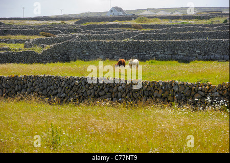 I muri in pietra, INISH (Fine) Maan, Isole Aran, Irlanda Foto Stock