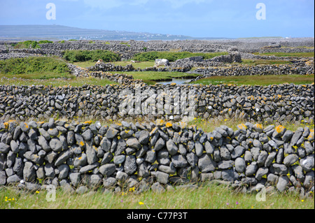 I muri in pietra, INISH (Fine) Maan, Isole Aran, Irlanda Foto Stock