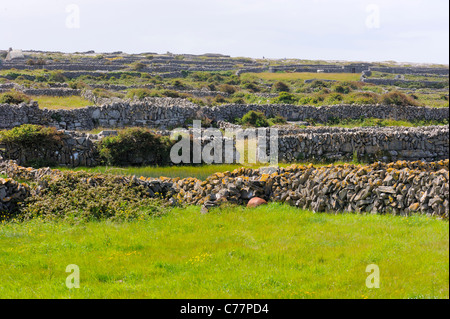 I muri in pietra, INISH (Fine) Maan, Isole Aran, Irlanda Foto Stock