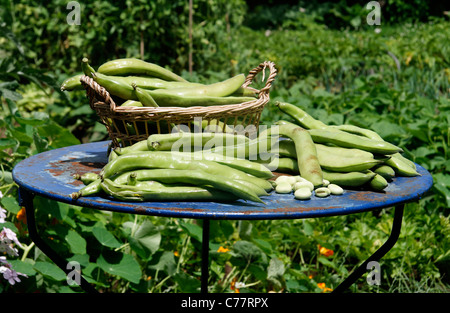 Raccolte le fave o Fave (Vicia faba). Foto Stock