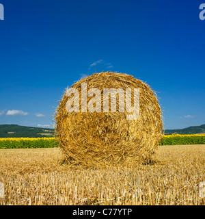 Balla di fieno rotonda in un campo illuminato dal sole circondato da girasoli sotto un cielo azzurro, Auvergne, Francia Foto Stock