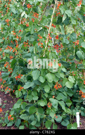 Scarlet runner i fagioli in fiore cresce su una canna di bambù wigwam in un giardino inglese. Foto Stock