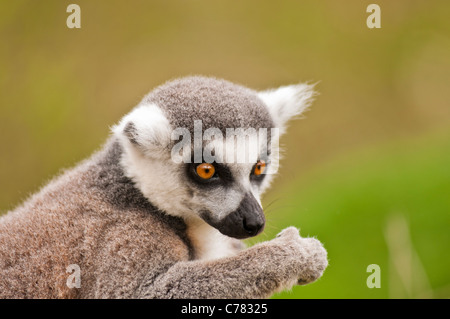 Anello-tailed lemur con zampa intorno a stick Foto Stock