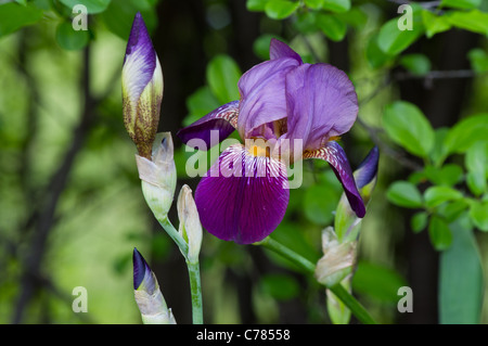 Bearded iris Foto Stock