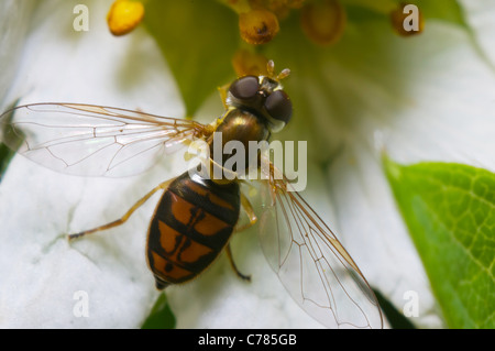 Un hover volare su un fiore di fragola Foto Stock