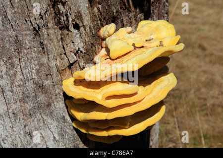 Struttura della fauna selvatica. Salvate per cibo, riparo e la nidificazione. Foto Stock