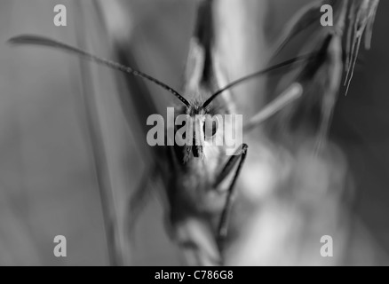 B&W Butterfly Macro Foto Stock