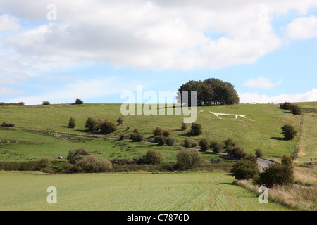 Hackpen Hill, White Chalk Horse, Marlborough Downs, Wiltshire, Inghilterra, REGNO UNITO Foto Stock
