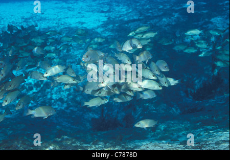 Lutiano grigio - Grigio snapper - Mangrove snapper - Mango snapper (Lutjanus griseus) la scuola a Crystal River Foto Stock