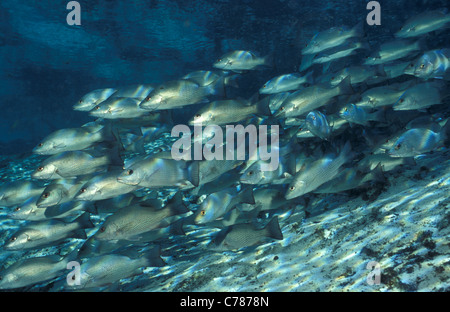 Lutiano grigio - Grigio snapper - Mangrove snapper - Mango snapper (Lutjanus griseus) la scuola a Crystal River Foto Stock