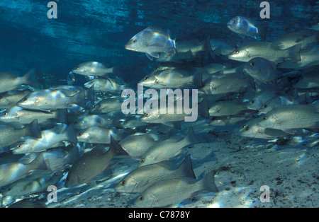 Lutiano grigio - Grigio snapper - Mangrove snapper - Mango snapper (Lutjanus griseus) la scuola a Crystal River Foto Stock