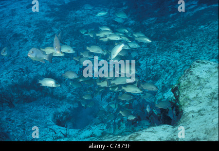 Lutiano grigio - Grigio snapper - Mangrove snapper - Mango snapper (Lutjanus griseus) la scuola a Crystal River Foto Stock