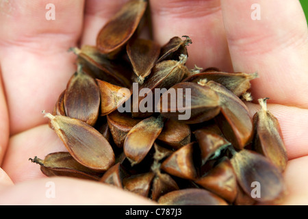 Tenendo un pugno di beechnuts. Foto Stock