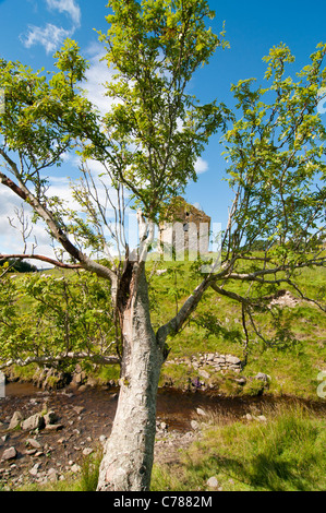 Guardando attraverso Rowan tree (Sorbus aucuparia) Torre Dryhope Foto Stock