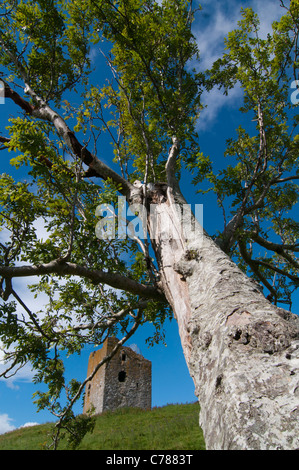 Guardando attraverso Rowan tree (Sorbus aucuparia) Torre Dryhope Foto Stock