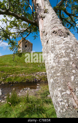 Guardando attraverso Rowan tree (Sorbus aucuparia) Torre Dryhope Foto Stock