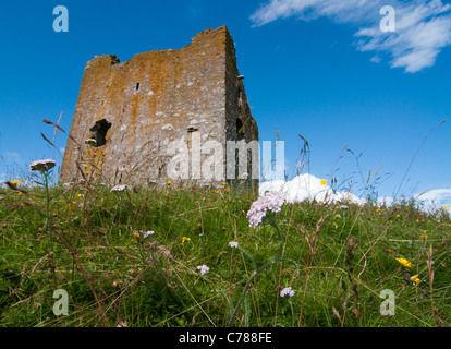 Yarrow (achilea Millefolium) e altri fiori selvatici dalla torre Dryhope Foto Stock