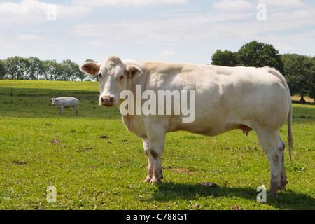 Belga bestiame blu Foto Stock